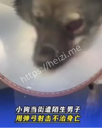 广西贵港小狗弹弓射杀事件