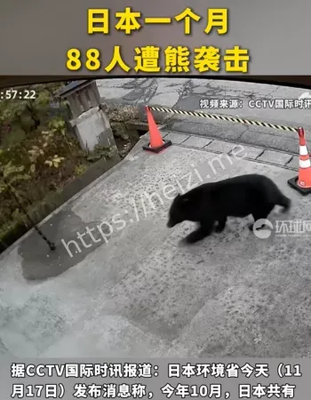 88人遭熊袭击